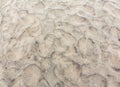 Stone covered sand, background. Royalty Free Stock Photo