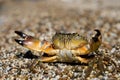 Stone Crab (Eriphia verrucosa) Royalty Free Stock Photo