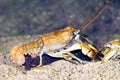 Stone crayfish Austropotamobius torrentium Royalty Free Stock Photo