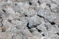 Stone crushed stone on the construction site as an abstract background Royalty Free Stock Photo