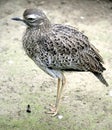 Stone Curlew 1