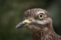 Stone curlew