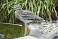 Stone Curlew - Burhinus oedicnemus oedicnemus