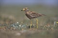 Stone curlew, Burhinus oedicnemus,