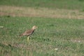 Stone-curlew, single bird on grass