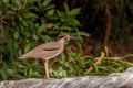 Stone curlews bird at bird sanctuary Royalty Free Stock Photo