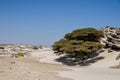 Stone desert with clump of trees, rocky outcrops, gravel, and some low shrubs