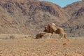 Stone desert landscape Royalty Free Stock Photo