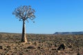Stone Desert with Quiver Tree- Namibia africa Royalty Free Stock Photo
