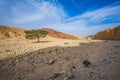 Dried tree in stone desert