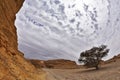 Stone desert. Two trees and a red rock Royalty Free Stock Photo