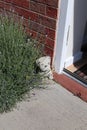 Stone dog ornament on door step
