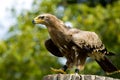 Stone eagle