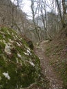 Stone and earth path through the forest, fallen leaves on the ground, rocks covered with moss, quiet, quiet, autumn landscape for Royalty Free Stock Photo