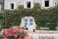 Stone facade of the building is entwined with green ivy with a white door and shutters on the windows Royalty Free Stock Photo