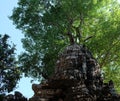 Stone face. Stone head of a man near a tree. Architectural monument Royalty Free Stock Photo