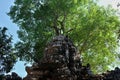 Stone face. Stone head of a man near a tree. Architectural monument Royalty Free Stock Photo