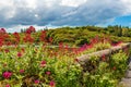 Stone fence with beautiful pink and red flowers with Clifden bay in the background Royalty Free Stock Photo