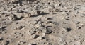 Stone field in the desert