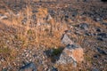 Stone field landscape Royalty Free Stock Photo