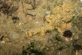 Stone fish camouflaged with the stones and sand found in a small pool on the beach Royalty Free Stock Photo