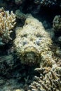 Stone fish and corals on reef in red sea