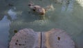 Stone fish ornament in a fountain in Rome Royalty Free Stock Photo