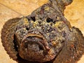 Stone fish Royalty Free Stock Photo