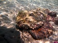 Stone fish - Synanceiidae. Ocean wart - this fish of the family Synanceiidae grows up to 27 cm. Royalty Free Stock Photo