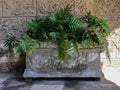 Stone flower bed with an old pattern on it and plants Royalty Free Stock Photo