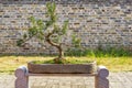 Stone flower pots for planting potted plants in a Chinese garden