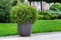 Stone flowerpot with an evergreen bush on a pedestrian sidewalk. Royalty Free Stock Photo
