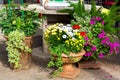 Stone flowerpots in an assortment with plants.