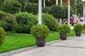 Stone flowerpots with an evergreen thuja bush.