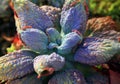 Stone flowers - Sempervivum