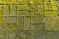 Stone footpath with moss, close up image Royalty Free Stock Photo