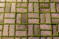 Stone footpath with moss, close up image Royalty Free Stock Photo
