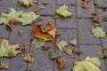 The stone footpath is strewn with fallen dry leaves in the city park in the fall. Autumn in the city Royalty Free Stock Photo