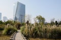 Stone footwalk in reed before modern building in sky Royalty Free Stock Photo