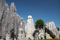 Stone forest Royalty Free Stock Photo