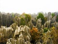 Stone Forest, Yunnan, China Royalty Free Stock Photo
