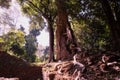 Stone foundation of the ancient destroyed building in the jungle. Warm sunny day in the forest