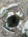 Stone funnel in the roots of the tree Royalty Free Stock Photo