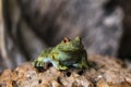 Stone garden frog Royalty Free Stock Photo