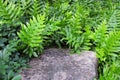 Stone in The Garden with Polypodium Diversifolium Royalty Free Stock Photo