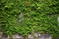 stone garden wall with ivy