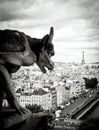 Stone Gargoyles of Notre Dame Royalty Free Stock Photo