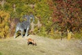 JUVAL MUSEUM, OCTOBER 18 2021, ITALY : Stone goat on the high pastures around the brooding fortress of Castle Juval, South Tyr