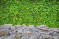 Stone ground and wall texture of green ivy leaves, copy space. Rocky floor with large boulders and trees in the background Royalty Free Stock Photo