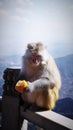 On the stone guardrail, a clever monkey peels an orange. Royalty Free Stock Photo